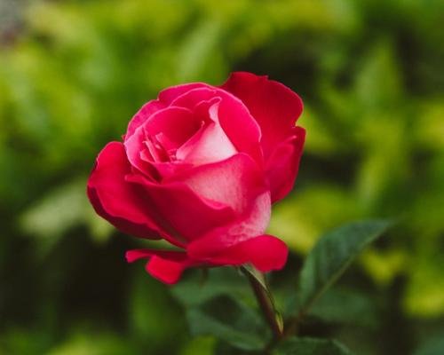 Rosen richtig pflanzen