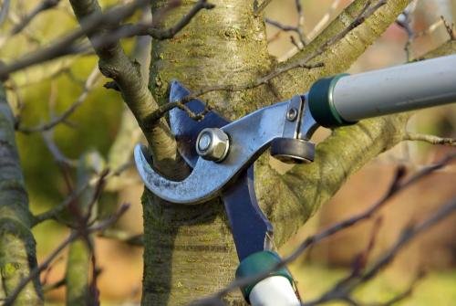 Astschere - Obstbaum richtig schneiden